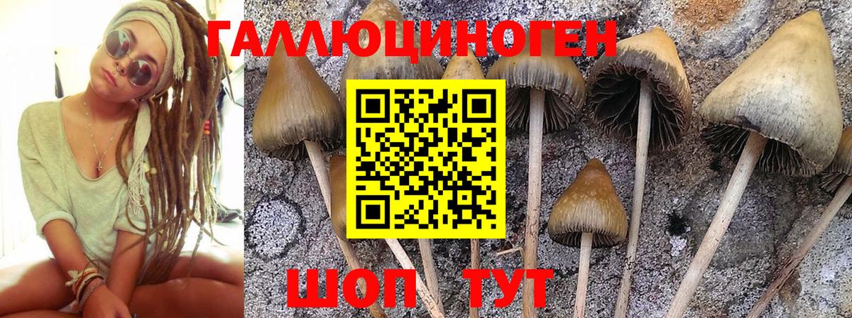 Псилоцибиновые грибы Psilocybine cubensis  сколько стоит  Тамбов  Вход с VPN 